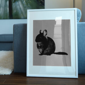 622_Chinchilla_8698-transparent-picture_frame_1.jpg