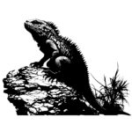 647_iguana_on_a_rock_4229.jpeg