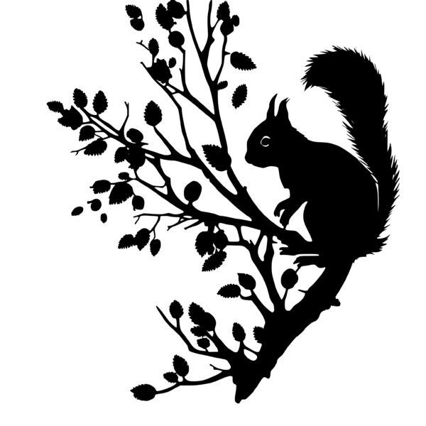 720_Squirrel_climbing_a_tree_2958.jpeg