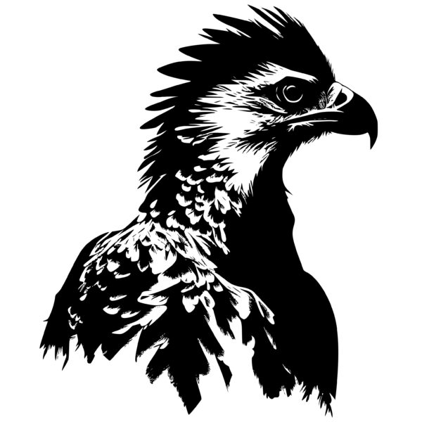 4371_Courageous_Crested_Eagle_2348.jpeg