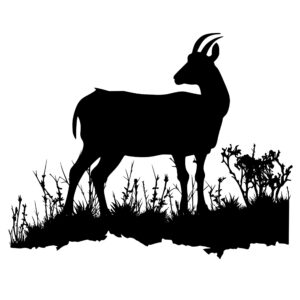 4448_Goat_Grazing_Grounds_2527.jpeg