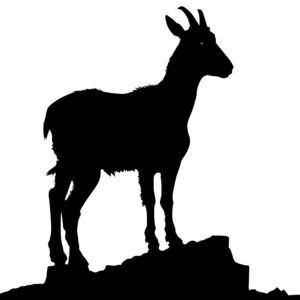 4511_Nibbling_Nanny_Goat_7836.jpeg
