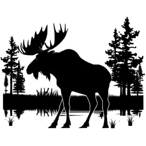 Peaceful Moose