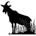 Pasture Goat