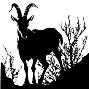 4544_Radiant_Rock_Goat_9314.jpeg
