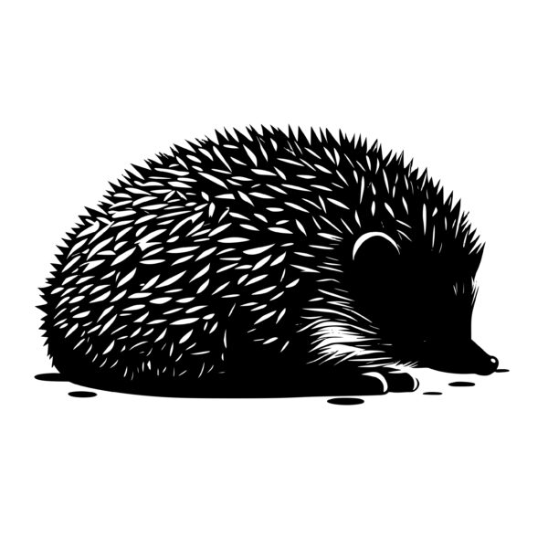 4577_Sleepy_Hedgehog_Snooze_1509.jpeg