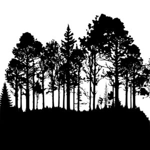 4629_The_Treeline_Canopy_2279.jpeg