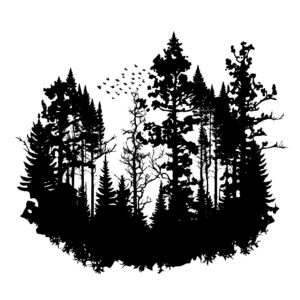 4646_Treeline_Enchantment_9338.jpeg