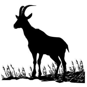 4664_Wandering_and_Wondering_Goat_7230.jpeg