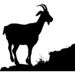 Wandering Goat