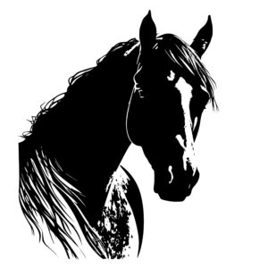 4775_Horse_Portrait_Perfection_4213.jpeg