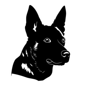 australian_cattle_dog_1679863964131381.jpeg