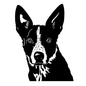 australian_cattle_dog_1679863964140815.jpeg