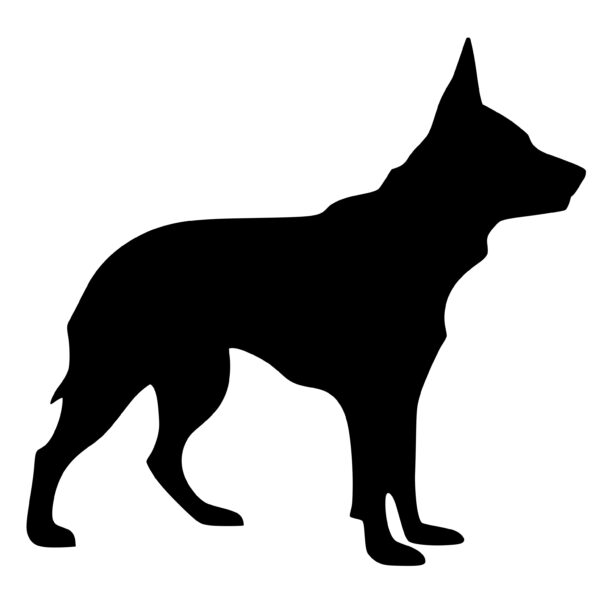 australian_cattle_dog_1679864337709177.jpeg