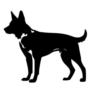 australian_cattle_dog_1679864337718249.jpeg