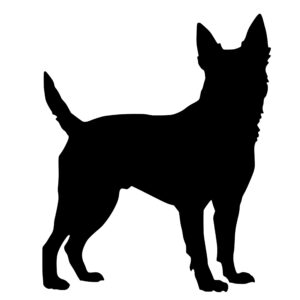 australian_cattle_dog_1679864854683593.jpeg