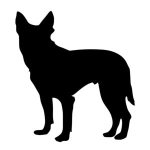 australian_cattle_dog_1679864854696173.jpeg
