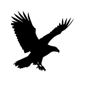 Bald Eagle in Flight Silhouette