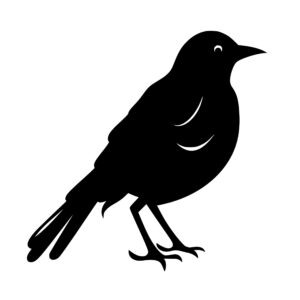 birds_1679865201792351.jpeg