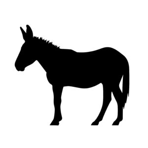 Adult Donkey