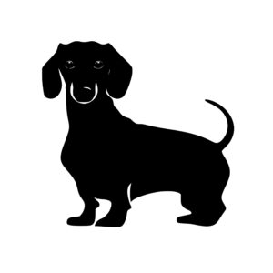 dachshund_1679863969306577.jpeg