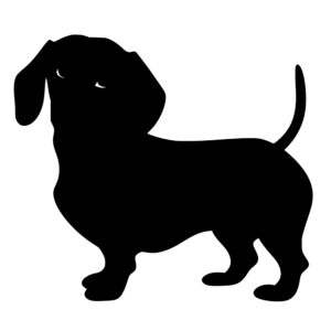 dachshund_1679864859930808.jpeg