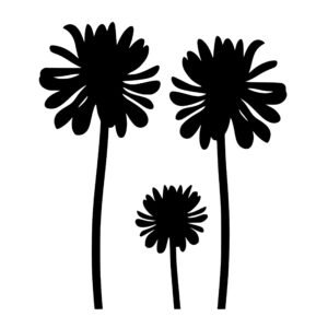 dahliaflowers_1679864342905167.jpeg