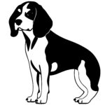 Beagle with Droopy Ears