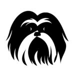 Furry Shih Tzu