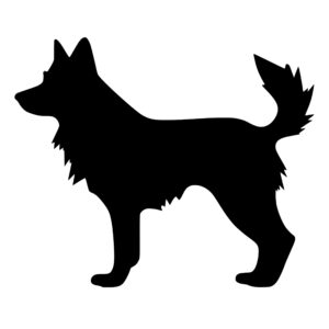 dogs_1679865510152674.jpeg