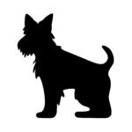 Scottish Terrier