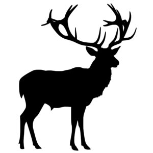 elk_1679864683192336.jpeg