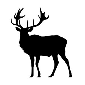 elk_1679864683219284.jpeg