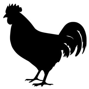 Farmyard Chicken