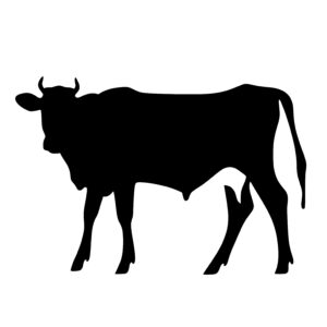 Cow Livestock