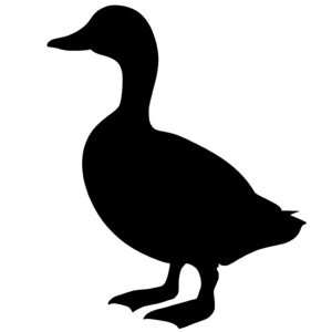 Long Neck Duck