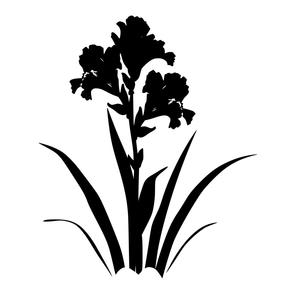 Gladiolus SVG Image: Instant Download for Cricut, Silhouette, Laser