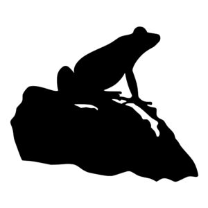 frog_sitting_on_rock_1679864106545253.jpeg