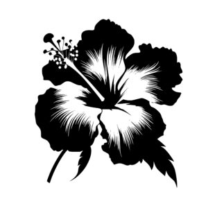 hibiscus_1679999347937324.jpeg