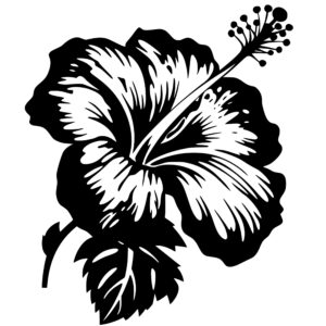 hibiscus_1679999491751120.jpeg