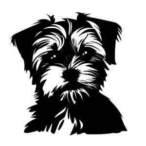 morkie_1679999576437586.jpeg