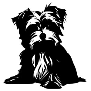 morkie_1679999804155360.jpeg