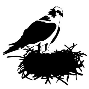osprey_on_a_nest_1679864498376658.jpeg