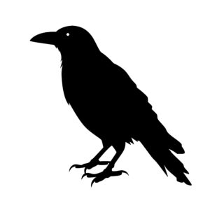 raven_1679999734763000.jpeg