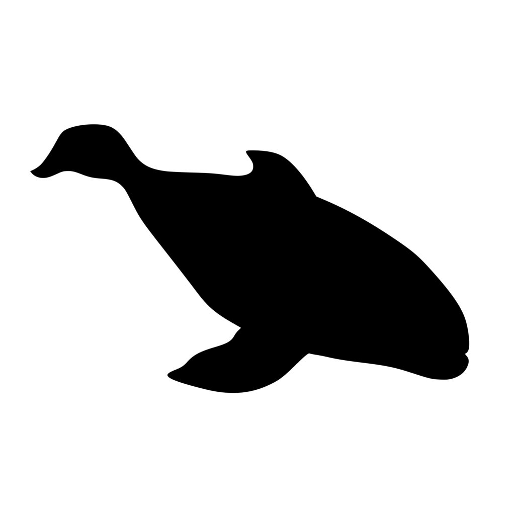 Beluga Whale Silhouette – Creative Meadow