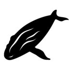 Humpback Whale