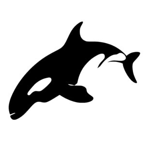 Majestic Killer Whale