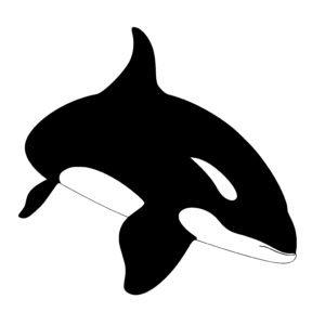 Orca Whale