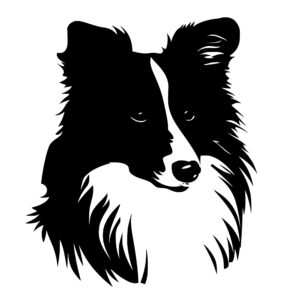sheltie_1679999581670831.jpeg