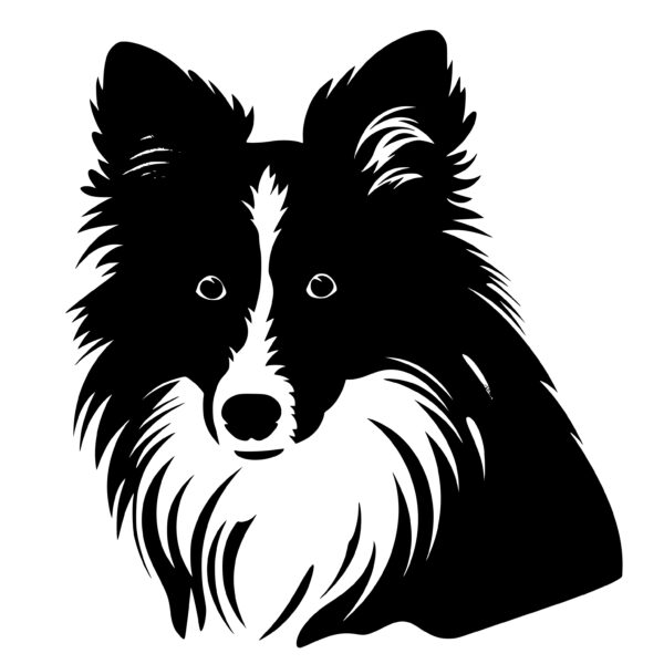 shetland_sheepdog_1679999486488744.jpeg